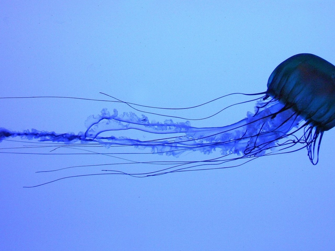 Top 176+ Dangerous animals in south korea