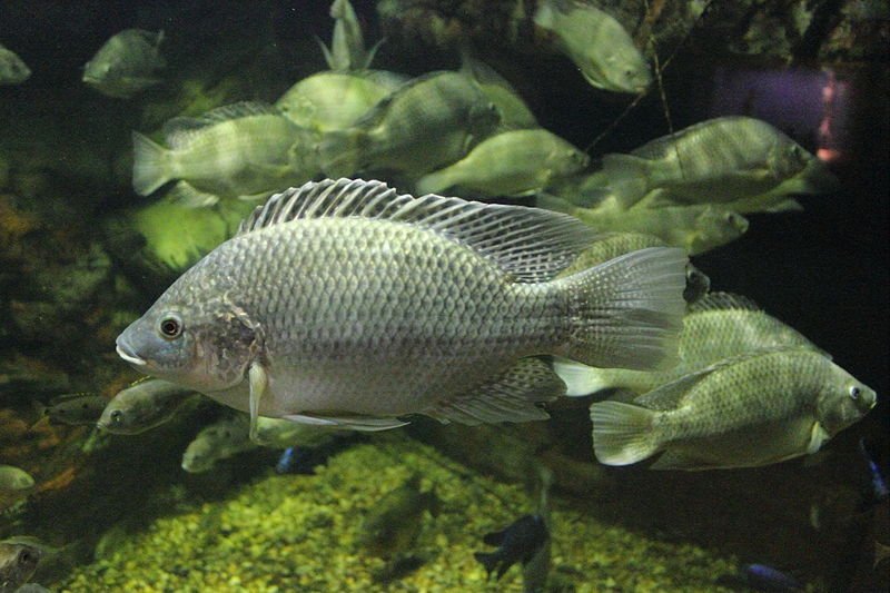 The 3 Most Common Types of Tilapia The Healthy Fish