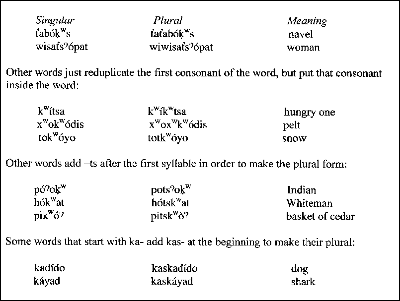 What Is The Plural Of Dog