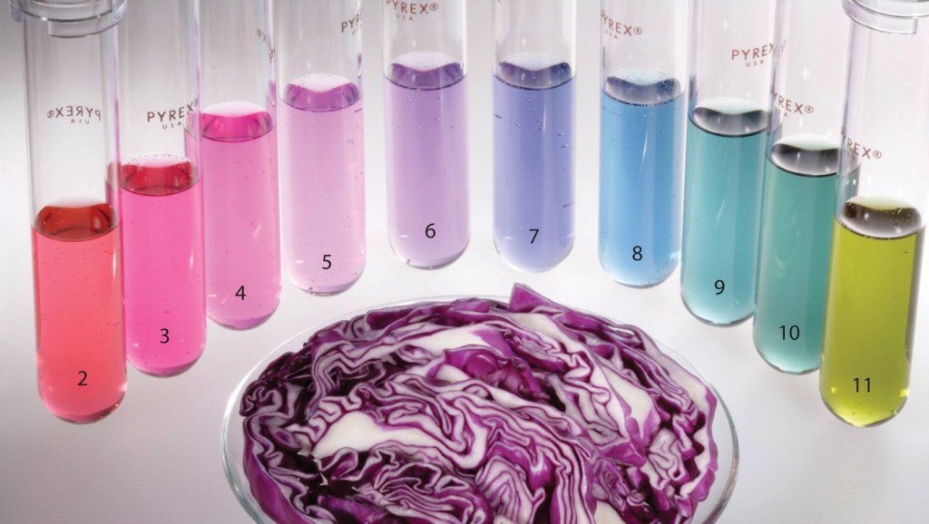 Indicador ácidobase de repolho roxo Química em Prática