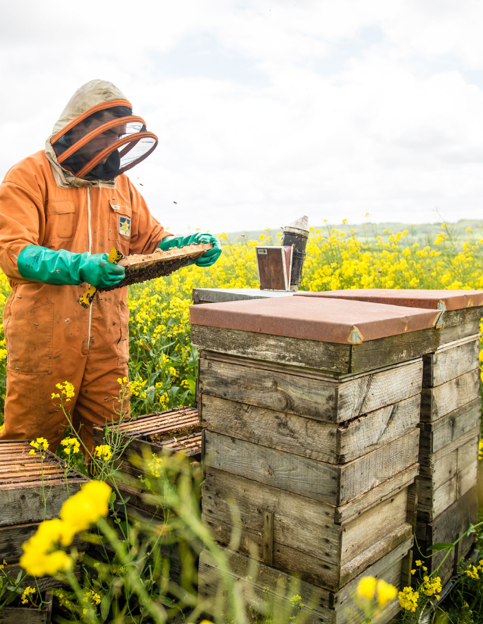 Beekeeping Experience Day Quince Honey Farm