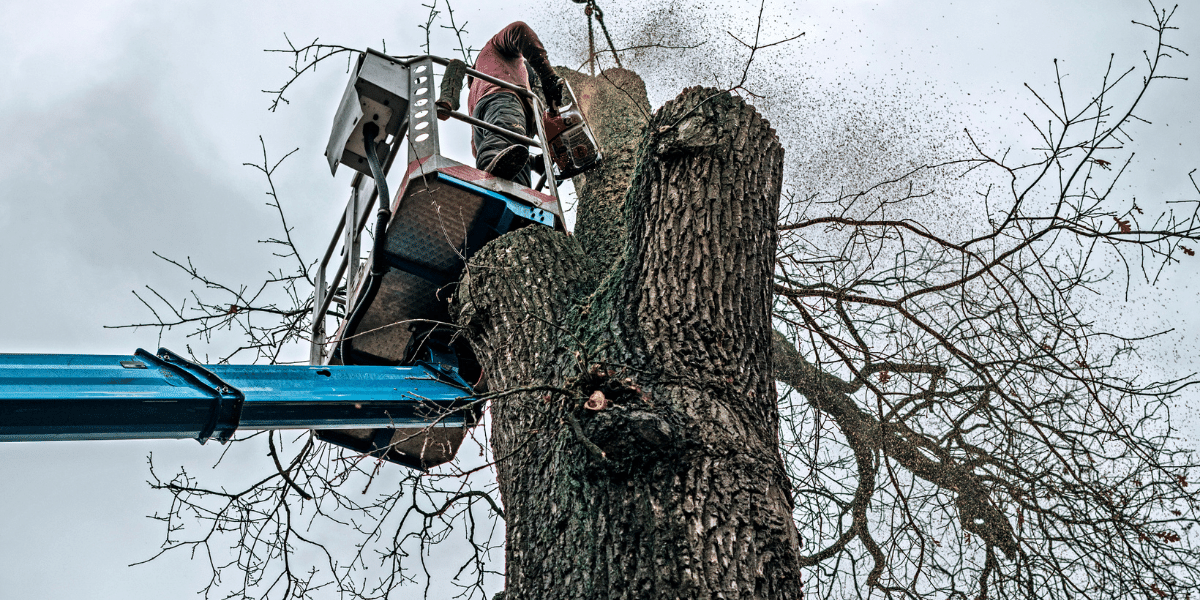 Property Line Tree Removal & Trimming Quinlan Tree Service