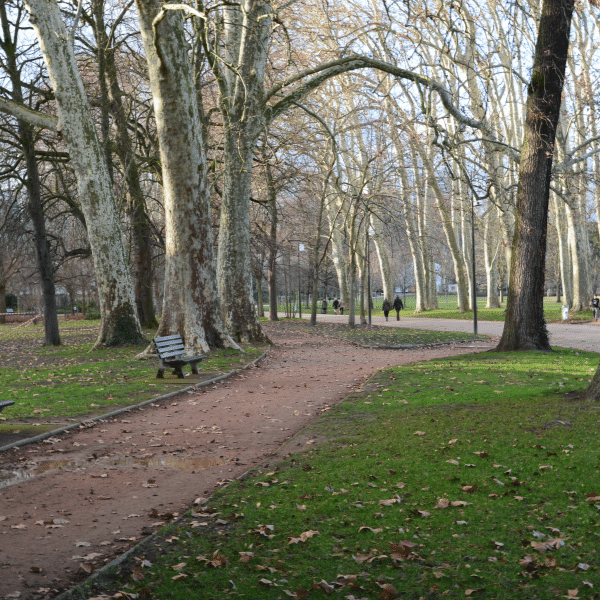 Proper Tree Pruning in Southeastern Michigan Quinlan Tree Service