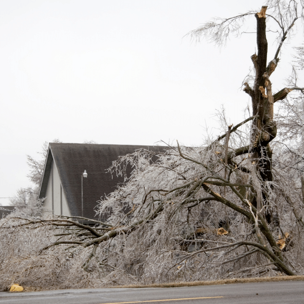 Winter Time Tree Removal in Michigan Safe and Affordable Solutions by