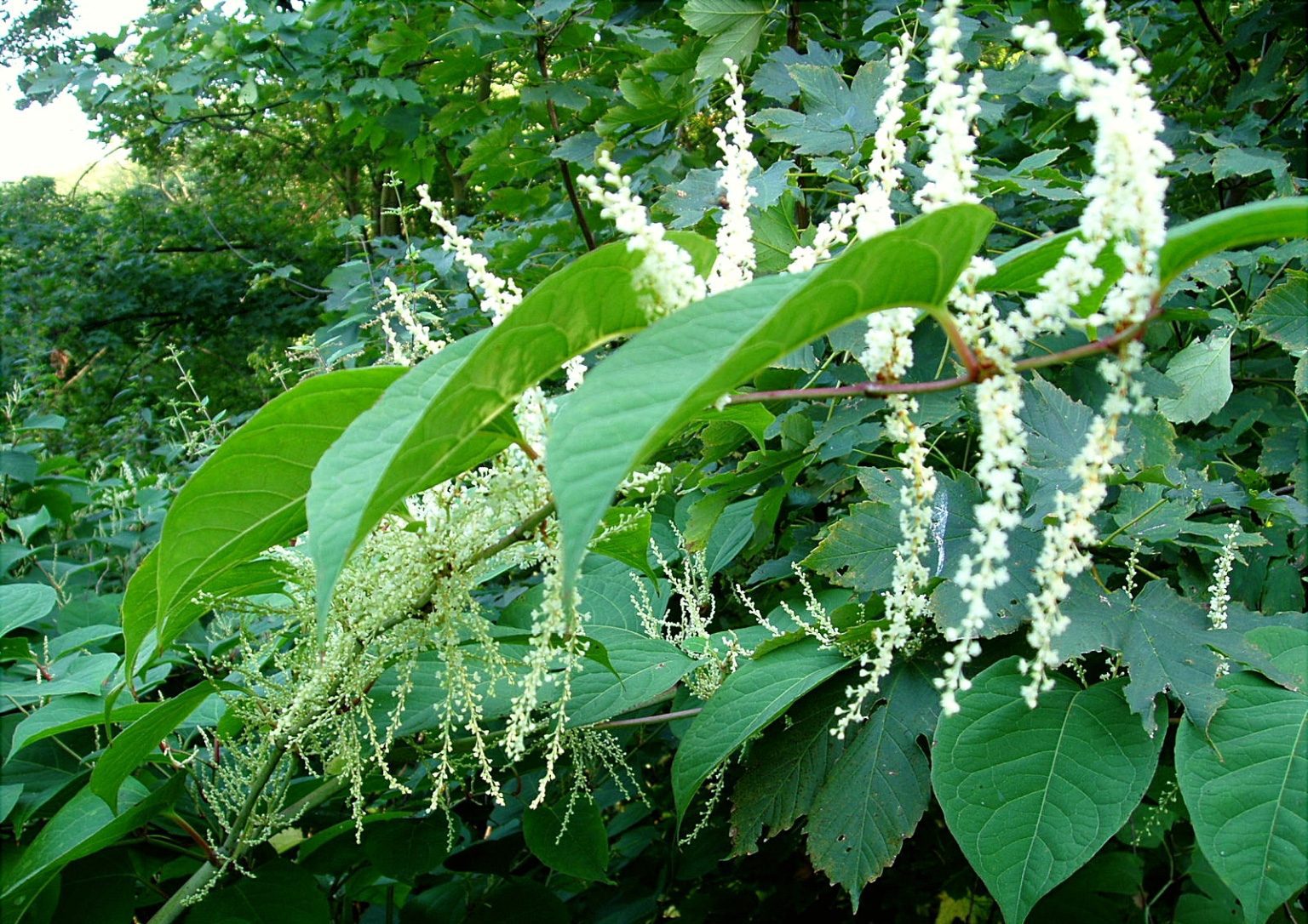 Japanese Knotweed and Invasive Plant Specialists Quinndex
