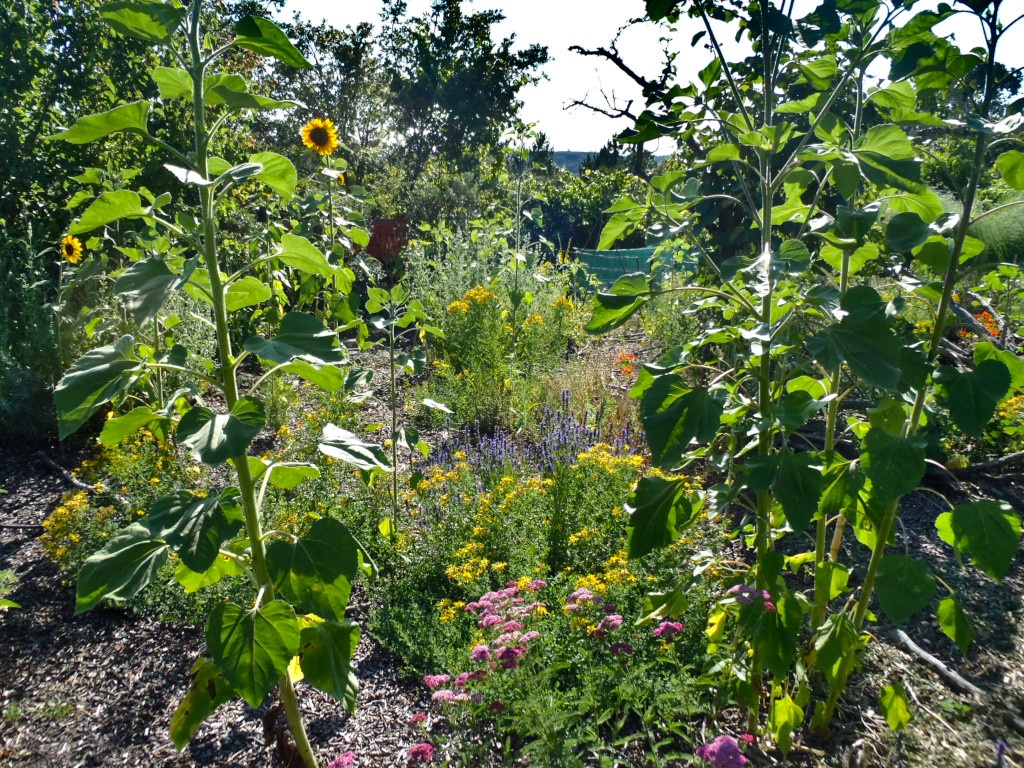 Medicinal Herbs in Food Forest • Quinta Kania