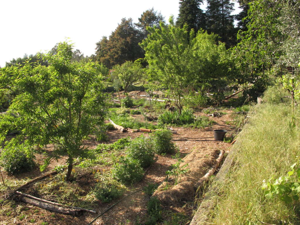 Food forest in Portugal, what to grow in Mediterranean climate • Quinta