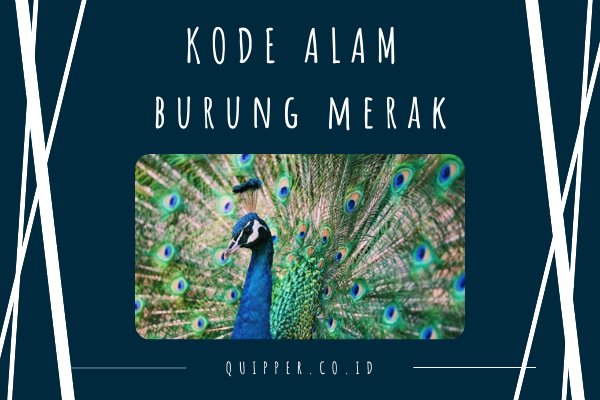 520 Gambar Burung Merak Togel Terbaik