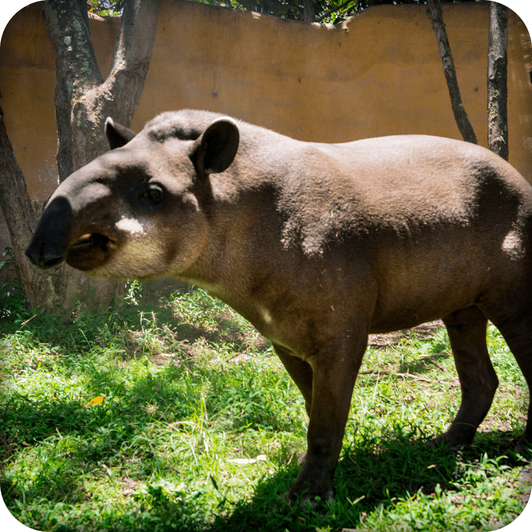 Zoo de Quito FUNDACION ZOOLOGICA DEL ECUADOR