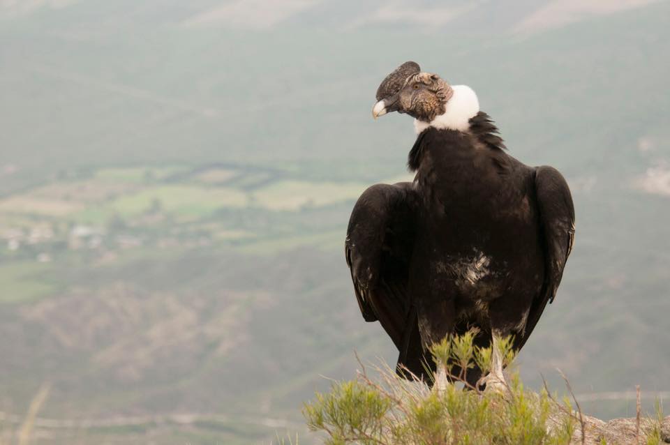 El Día Nacional del Cóndor Andino se conmemora desde hace 25 años en