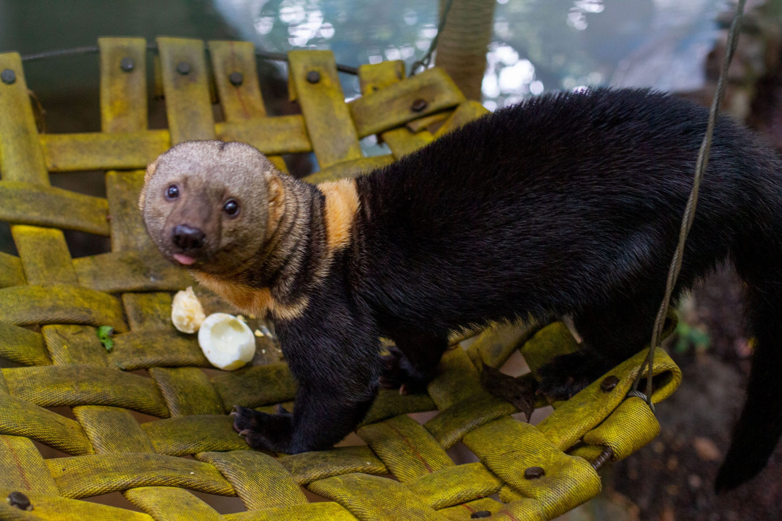 Amigos del ZOO Zoologico de Quito