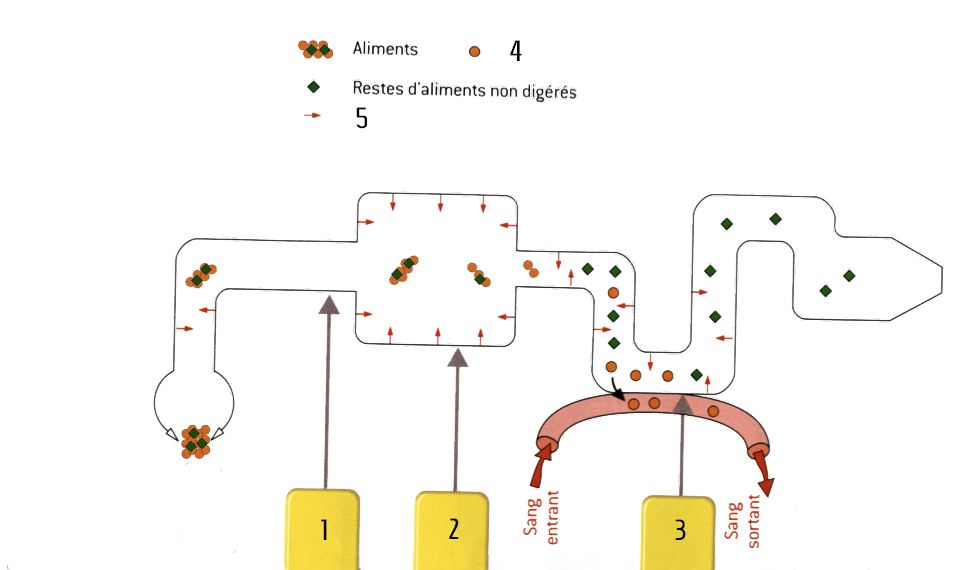Partie De L Intestin Grele En 5 Lettres AUTOMASITES