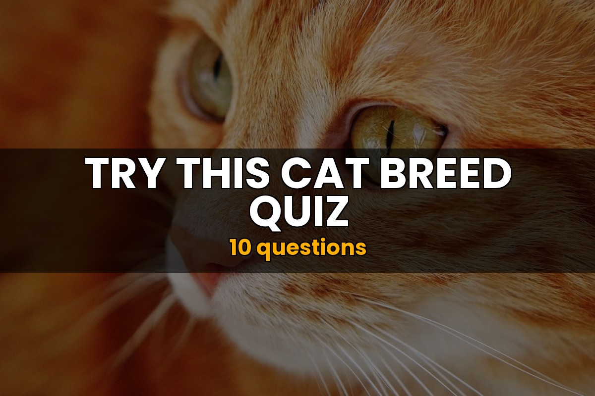 Cat Breed Quiz Wildlife Trivia