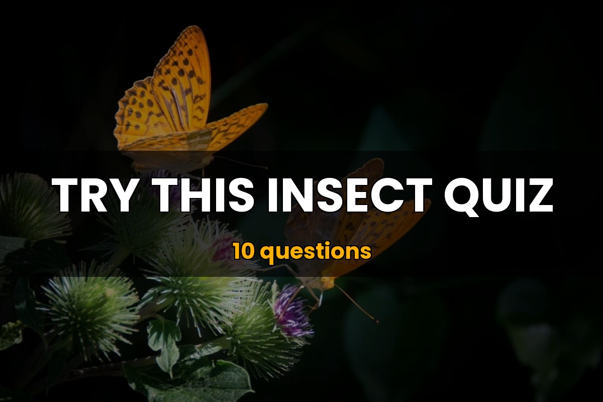 Insect Quiz Wildlife Trivia