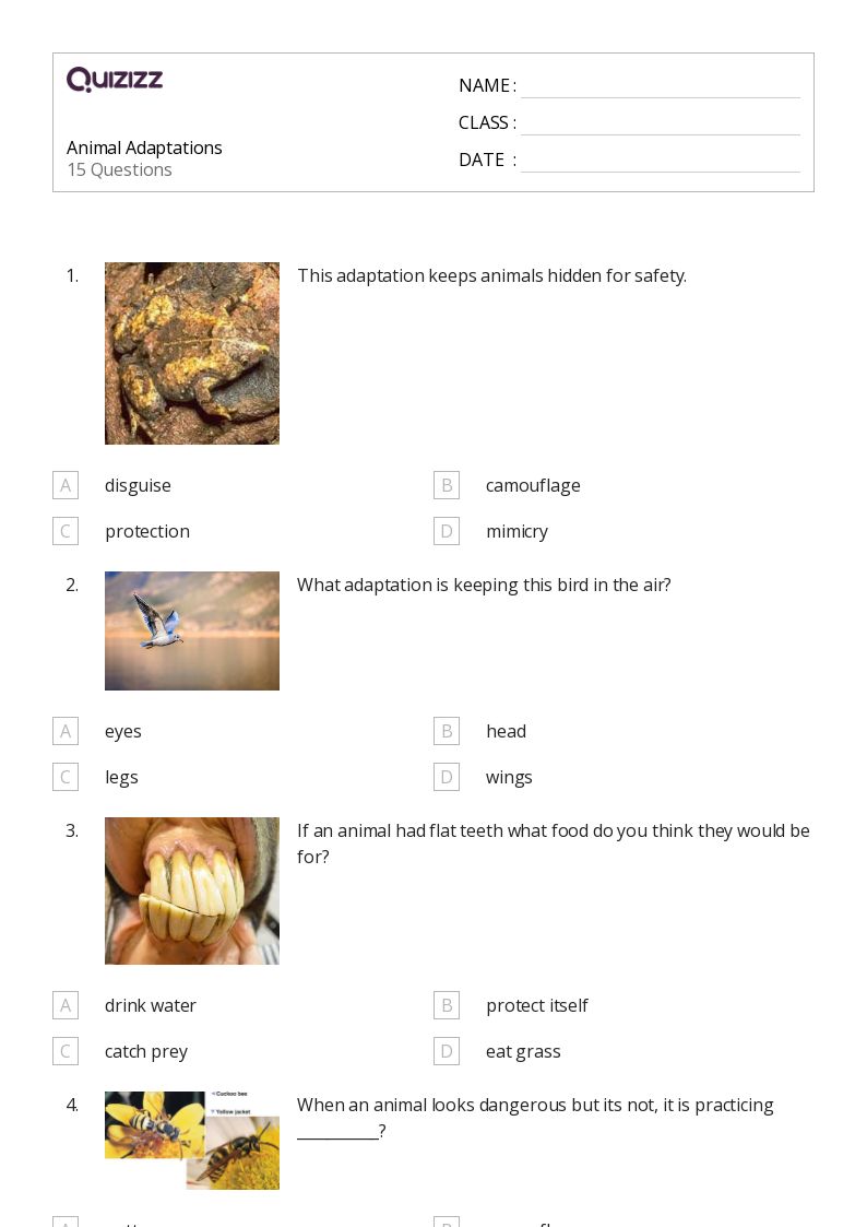 50+ Natural Selection and Adaptations worksheets for 3rd Year on