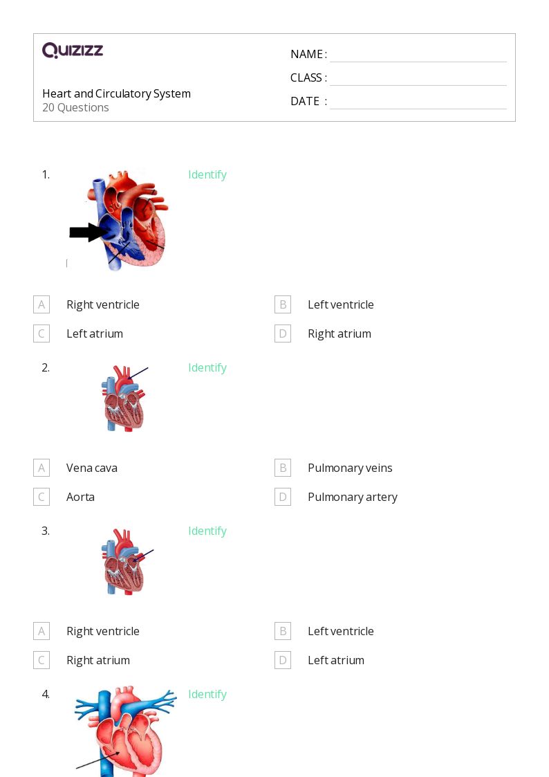 50+ the circulatory and respiratory systems worksheets on Quizizz Free & Printable