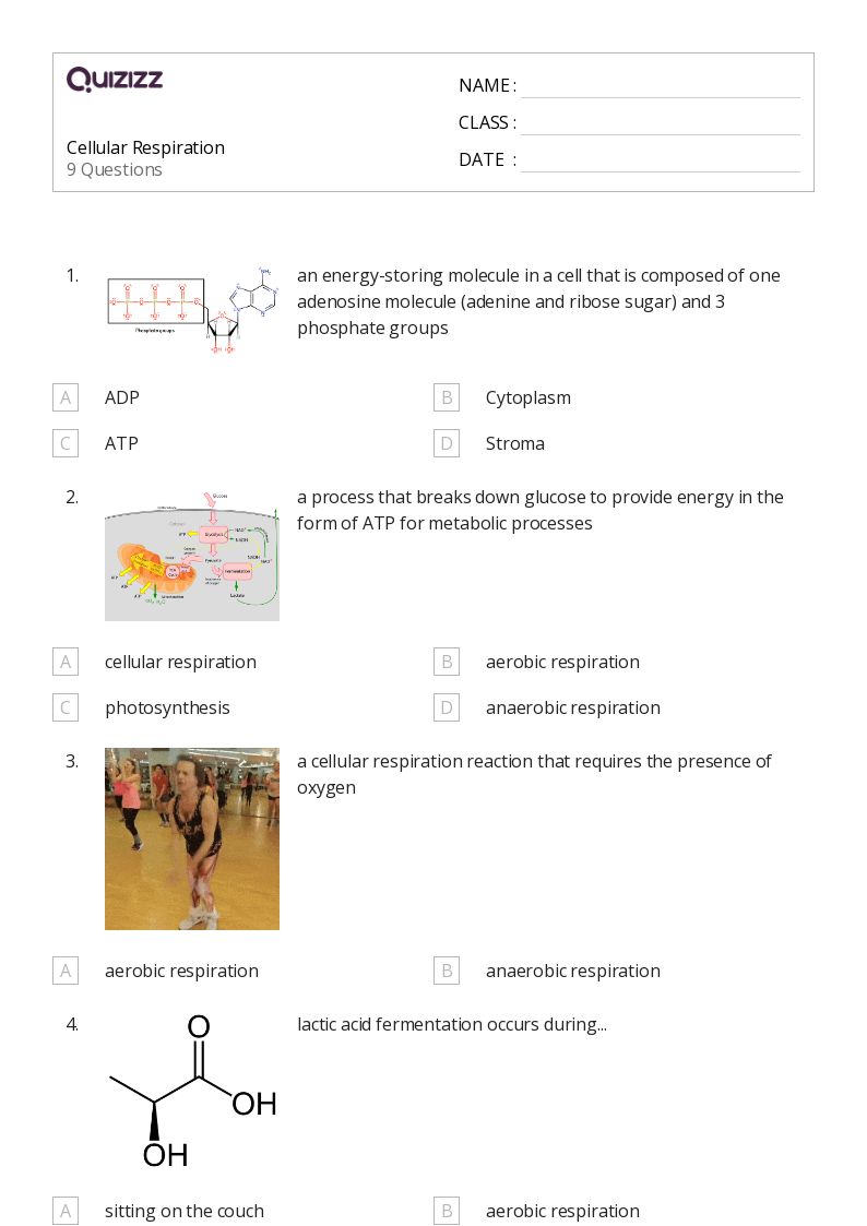 50+ cellular respiration worksheets for 12th Class on Quizizz Free & Printable