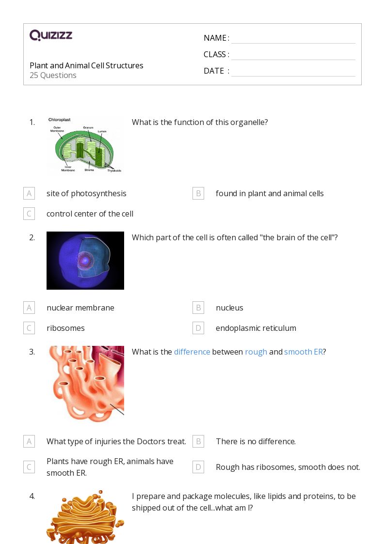 50+ plant and animal cell worksheets on Quizizz | Free & Printable