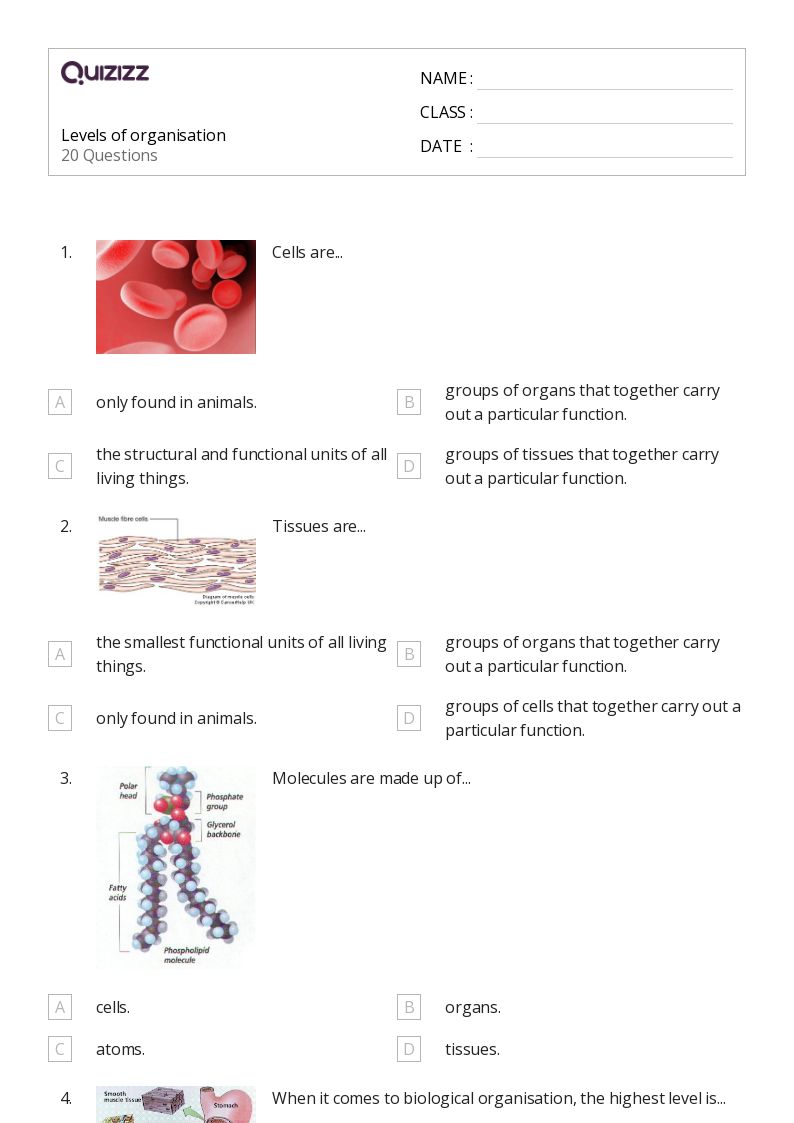 50+ the circulatory and respiratory systems worksheets on Quizizz Free & Printable