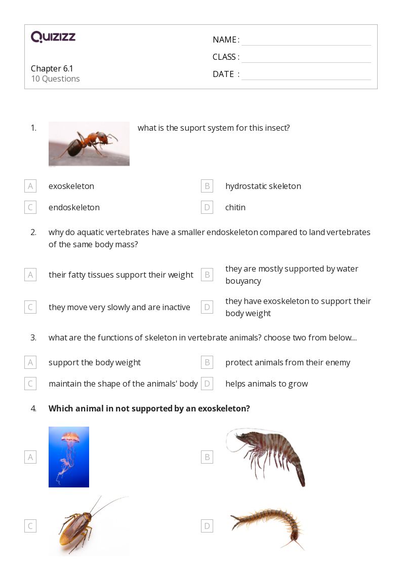 50+ vertebrates and invertebrates worksheets on Quizizz Free & Printable