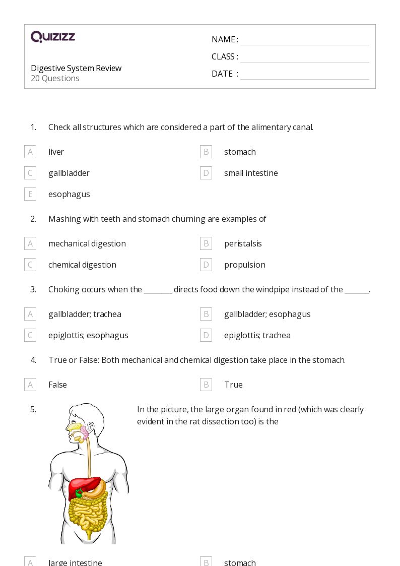 50+ the digestive and excretory systems worksheets for 11th Grade on