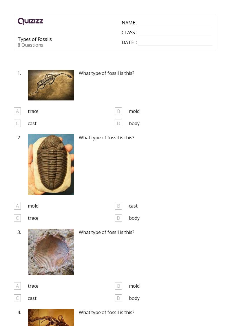 50+ fossils worksheets for 12th Year on Quizizz Free & Printable