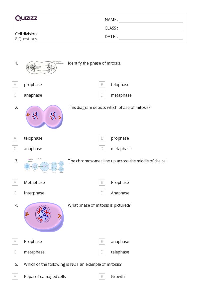 50+ cell division worksheets on Quizizz | Free & Printable