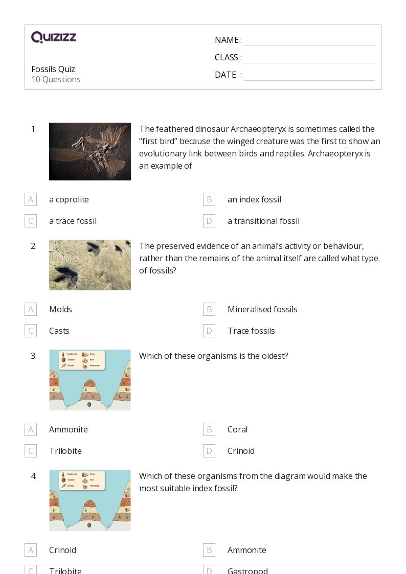 50+ fossils worksheets on Quizizz Free & Printable