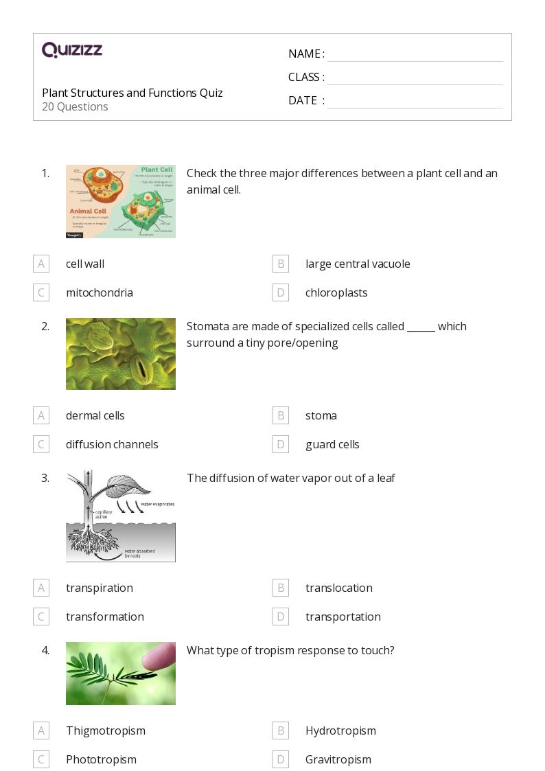 50+ plant parts and their functions worksheets for 12th Year on Quizizz