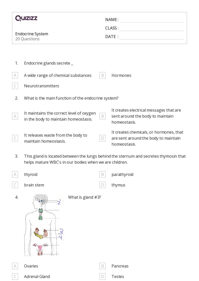 50+ the nervous and endocrine systems worksheets for 11th Grade on Quizizz Free & Printable