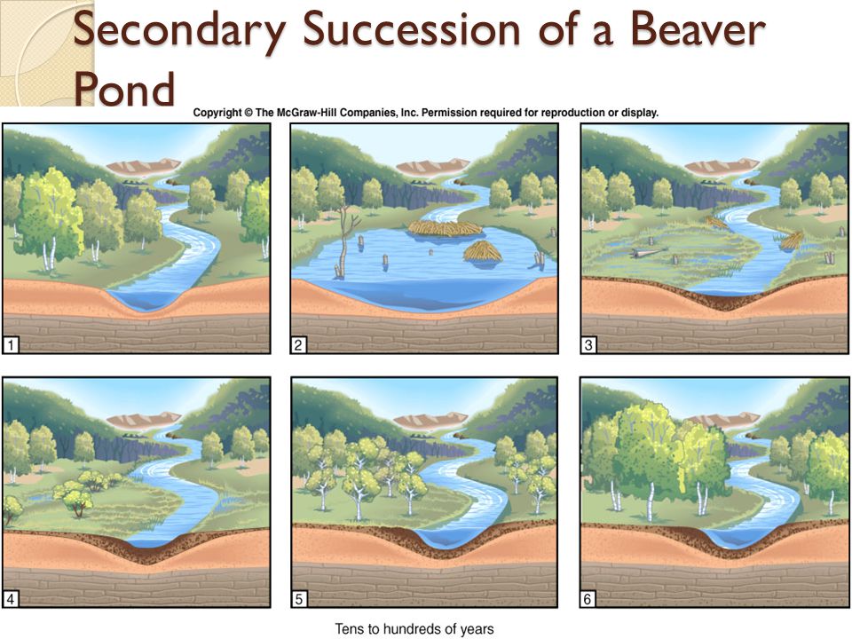 Ecology Succession Worksheet - Printable Word Searches