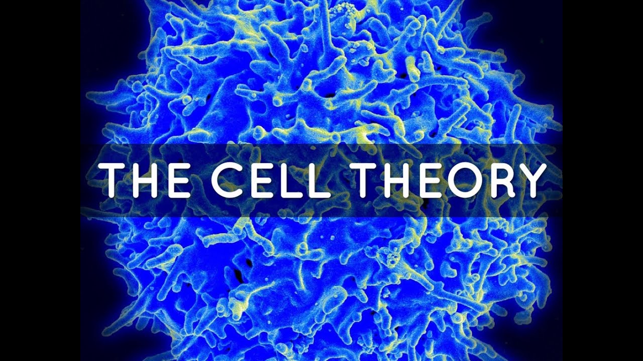 Cell Discovery, Types of Cells and Cell Structures Quizizz