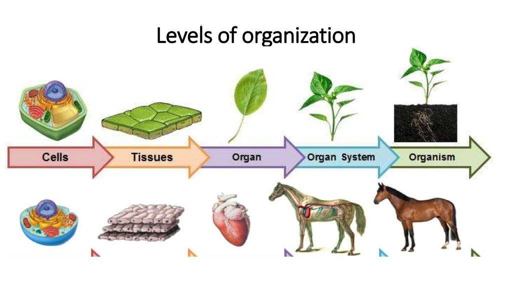 Levels of Organization Quizizz