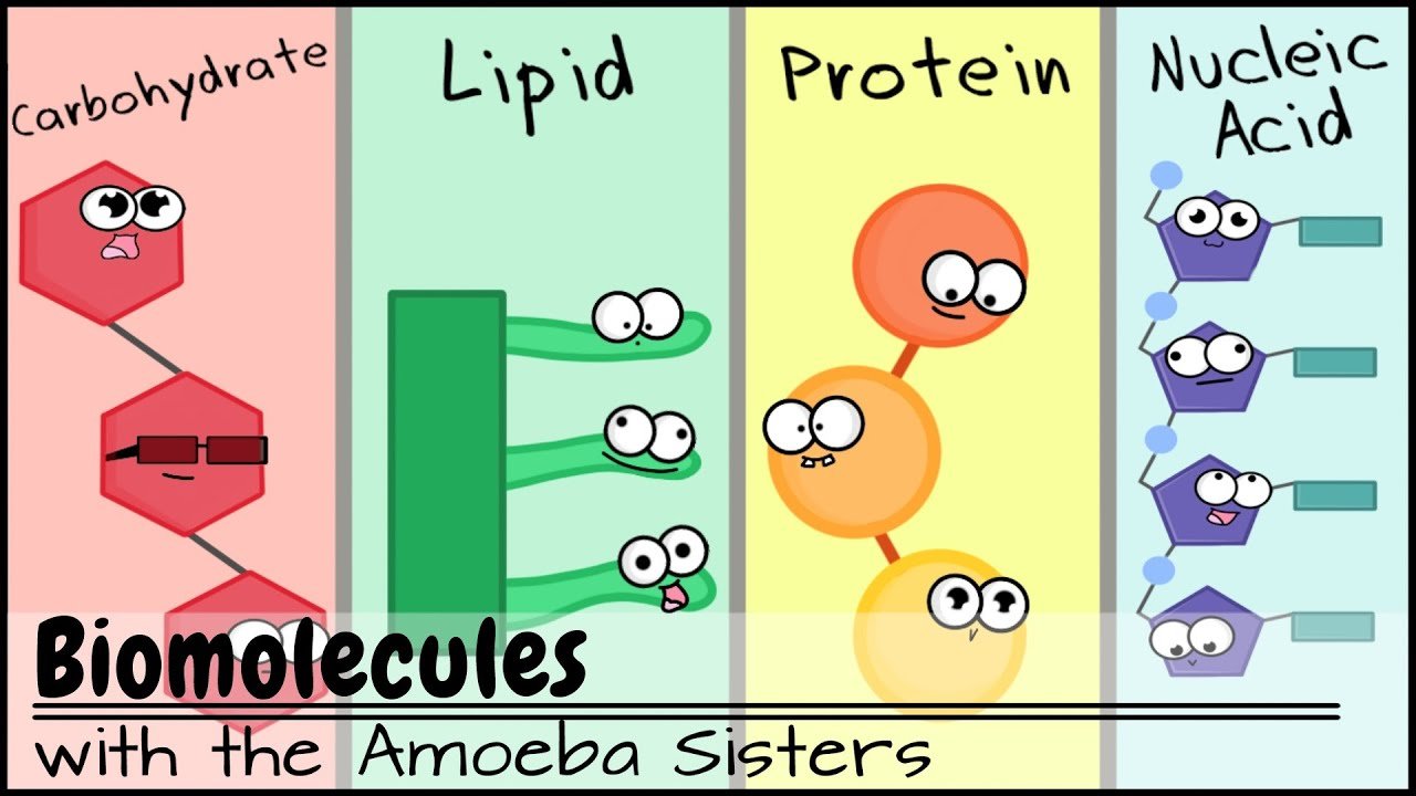 Biomolecules | Biology - Quizizz