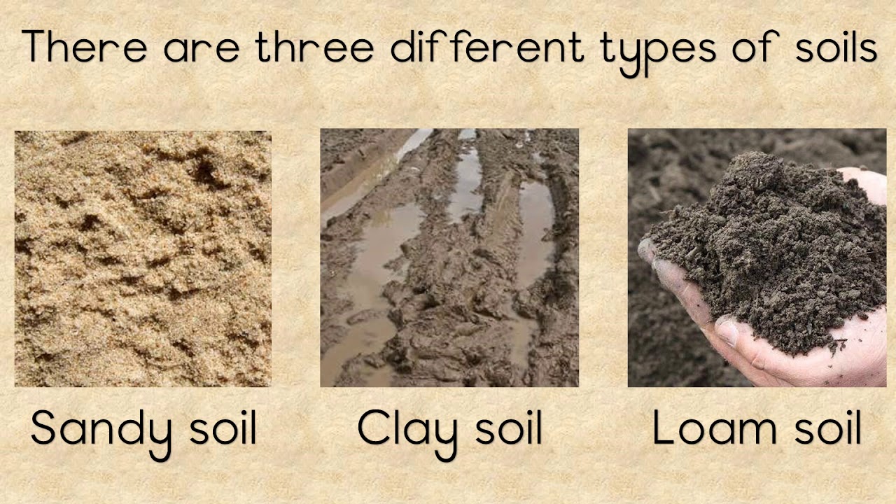 Q1_Types of Soil Quizizz
