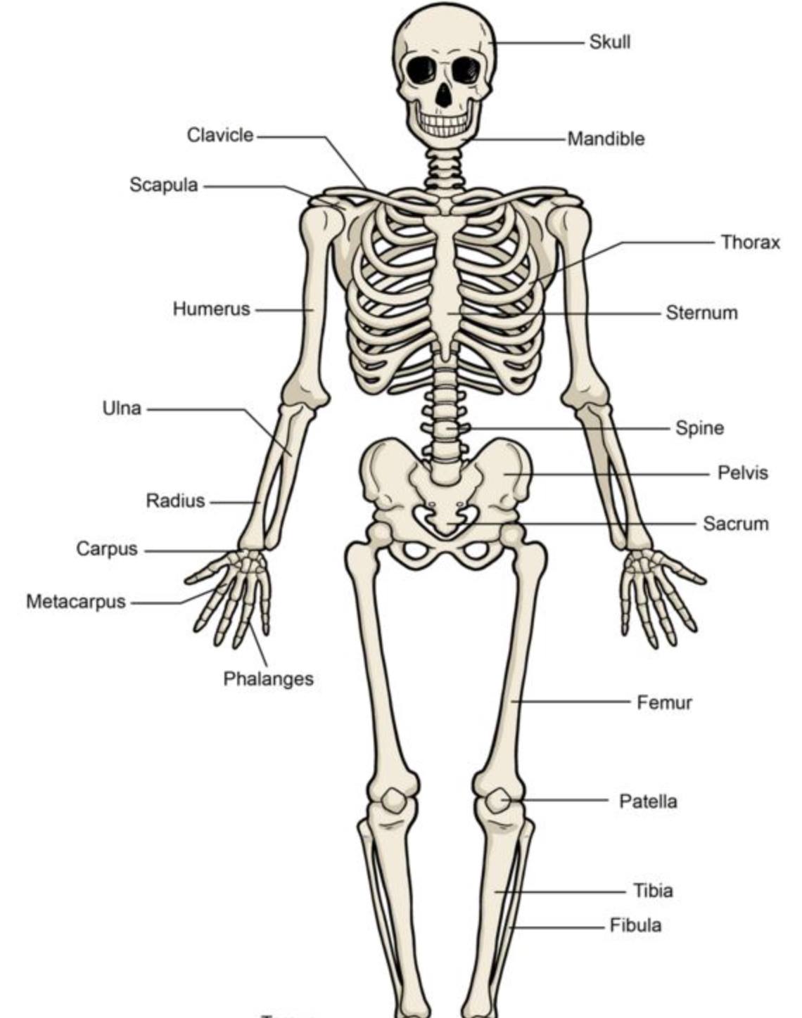 Label Human Skeletal System Quiz 1 Skeletal System Worksheets