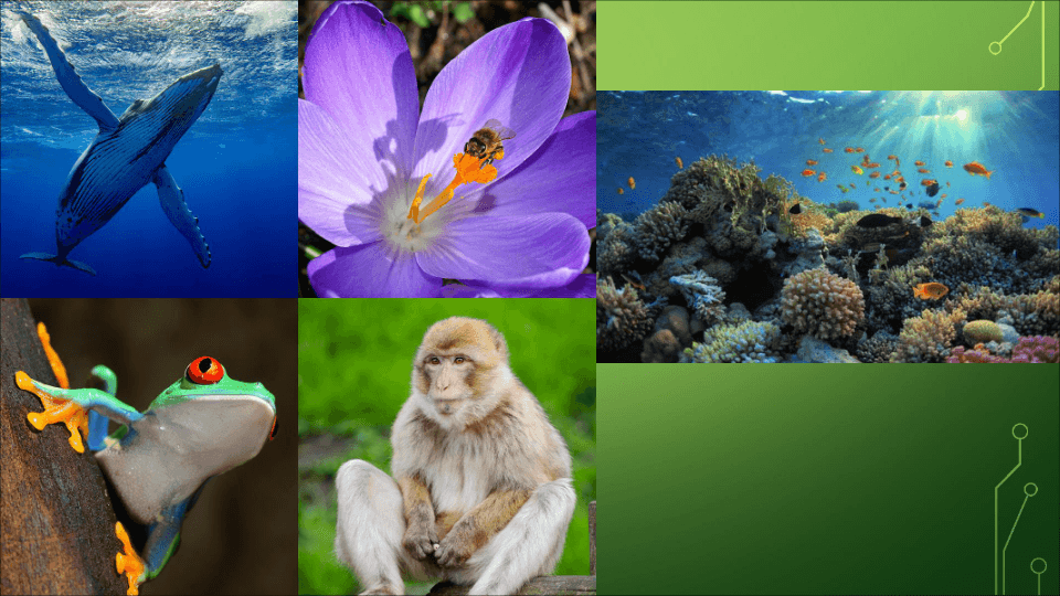 Sains Tingkatan 2 BAB 1 Biodiversiti Science Quizizz