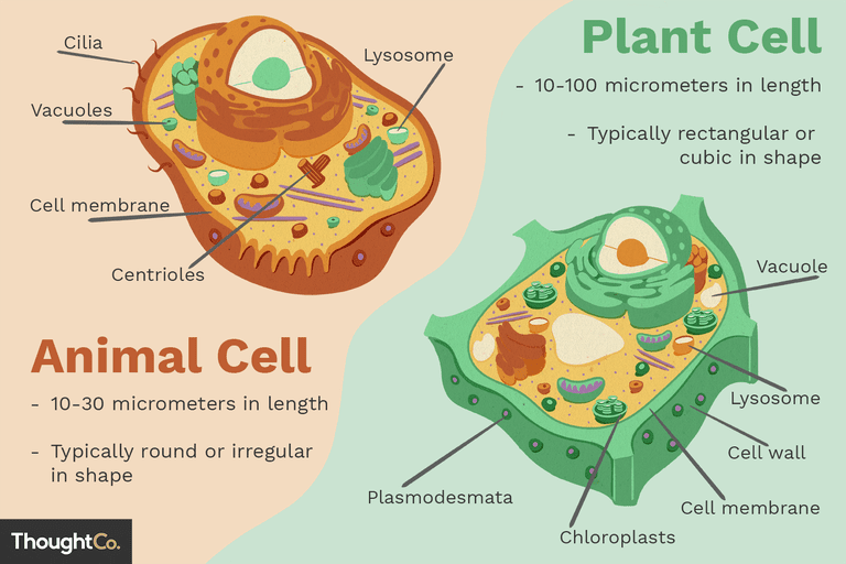 Plant and Animal Cells Science Quiz Quizizz