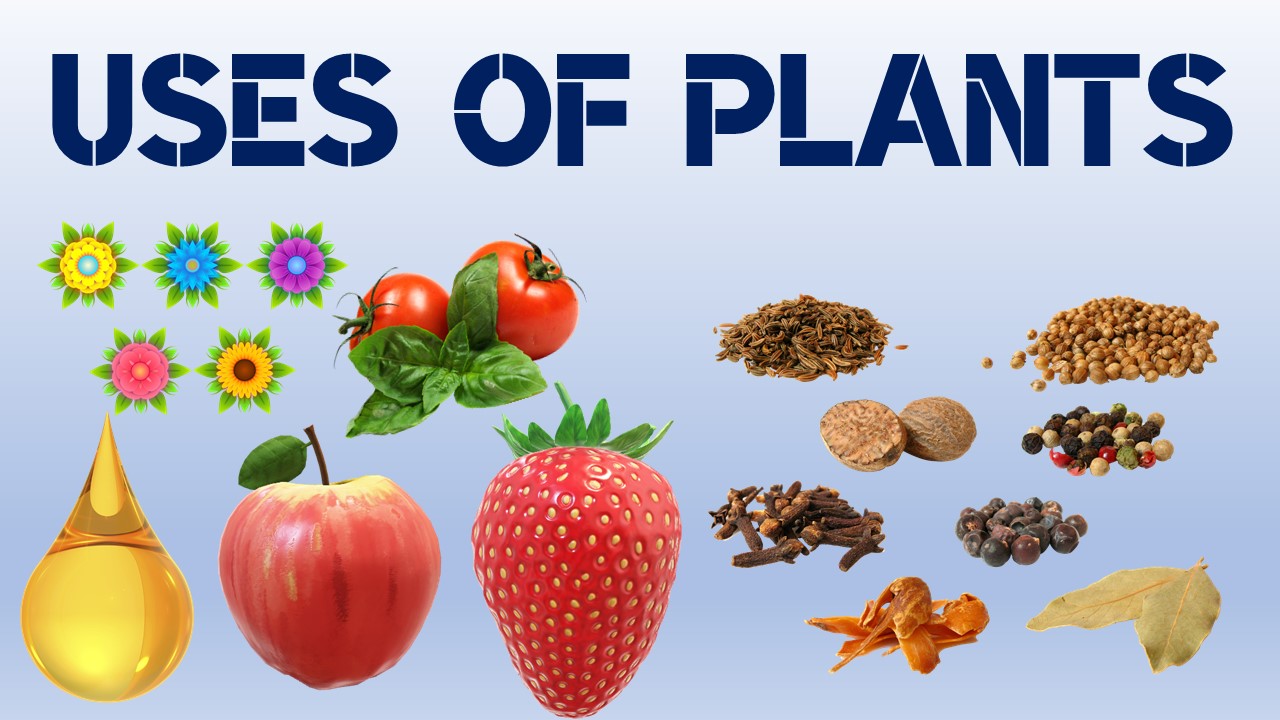 Uses of plants 274 plays Quizizz