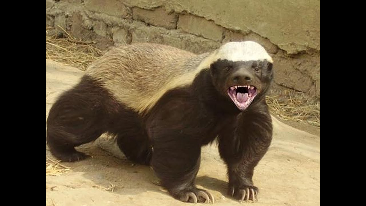 Honey Badger quizizz Science Quiz Quizizz