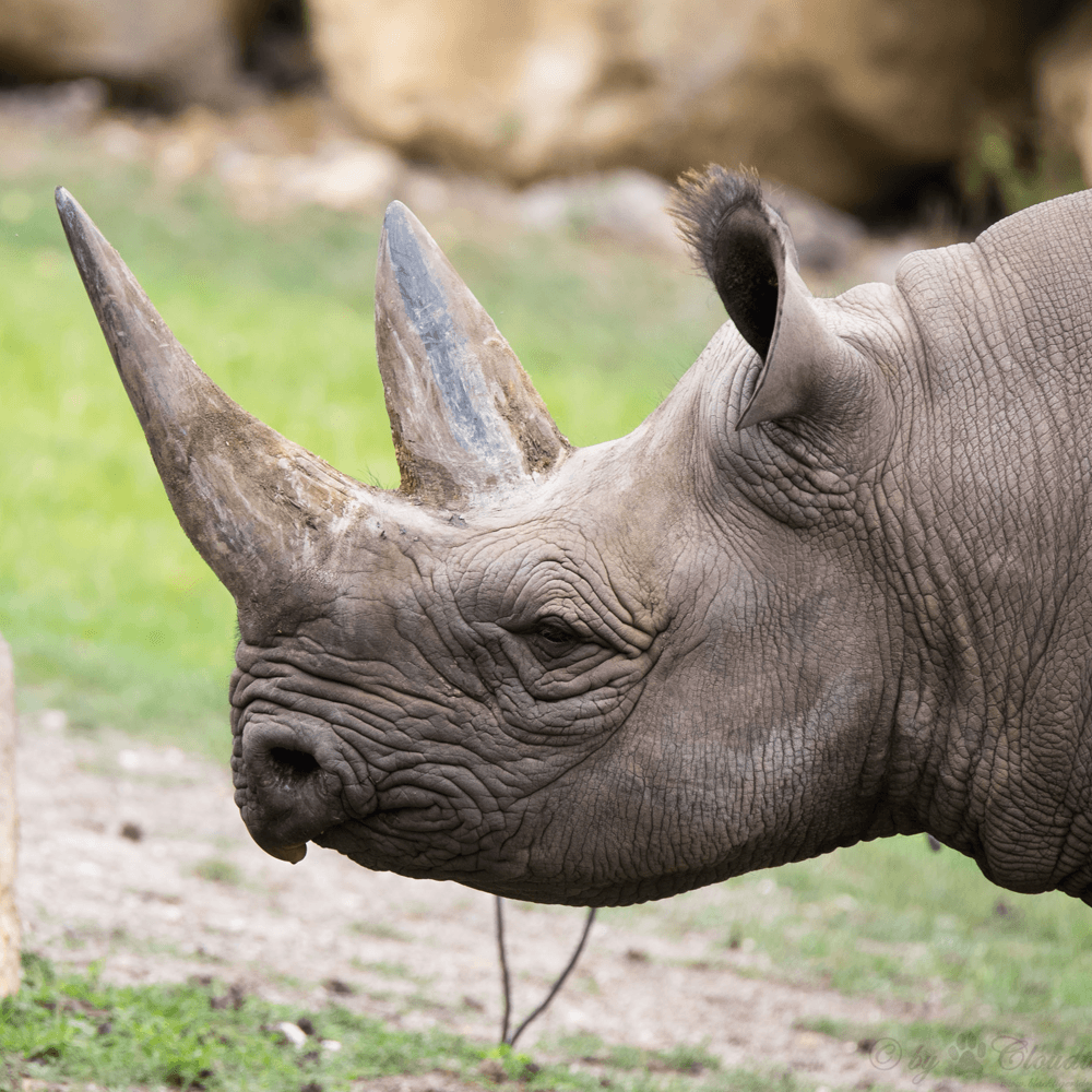 Animal Recognition Zoology Quizizz