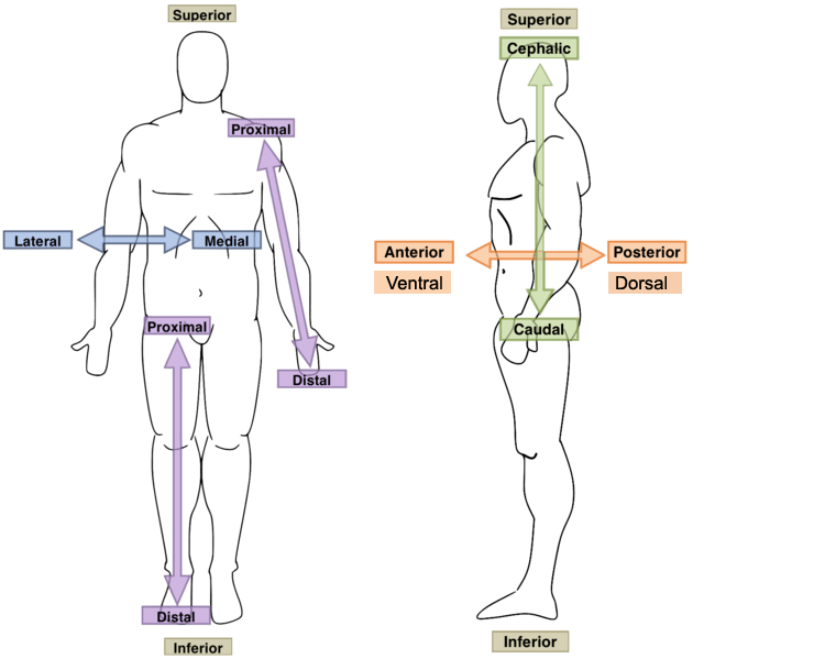 Muscle Identification Quiz Human Anatomy Quiz Quizizz