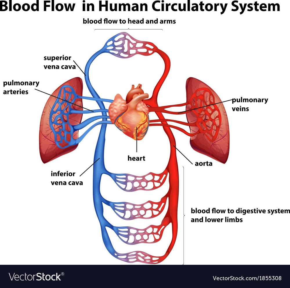 Circulatory System | 5.2K plays | Quizizz