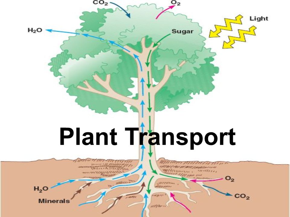 Transportation in Plants Science Quizizz