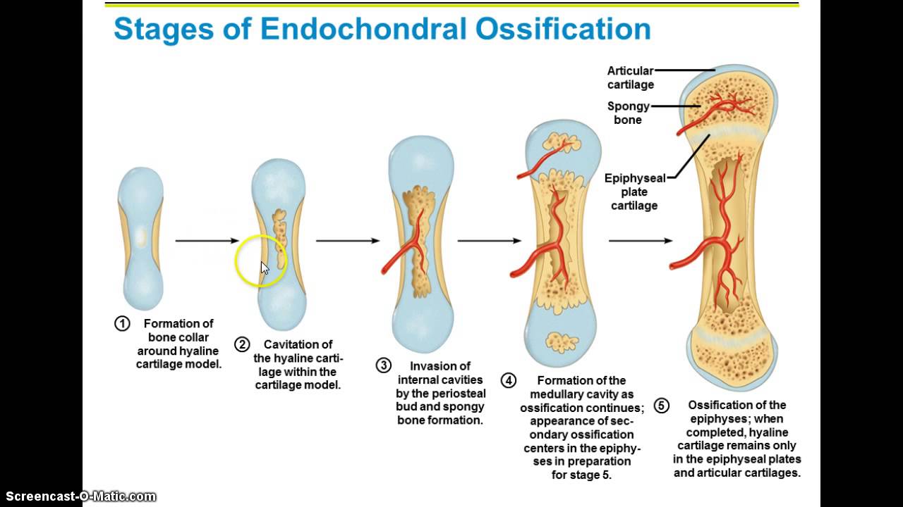 Endochondral Ossification Part 1 Biology Quiz Quizizz