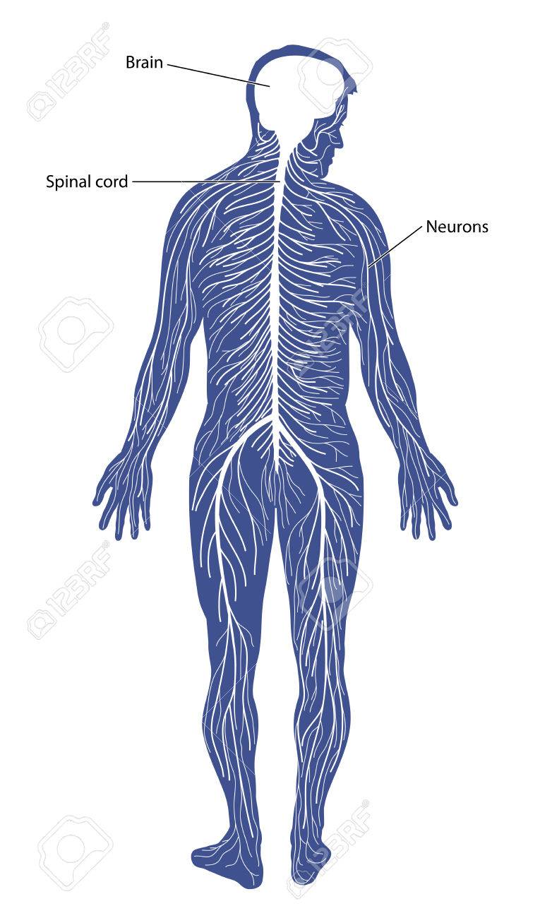 Science 7 The Nervous System Quiz Quizizz