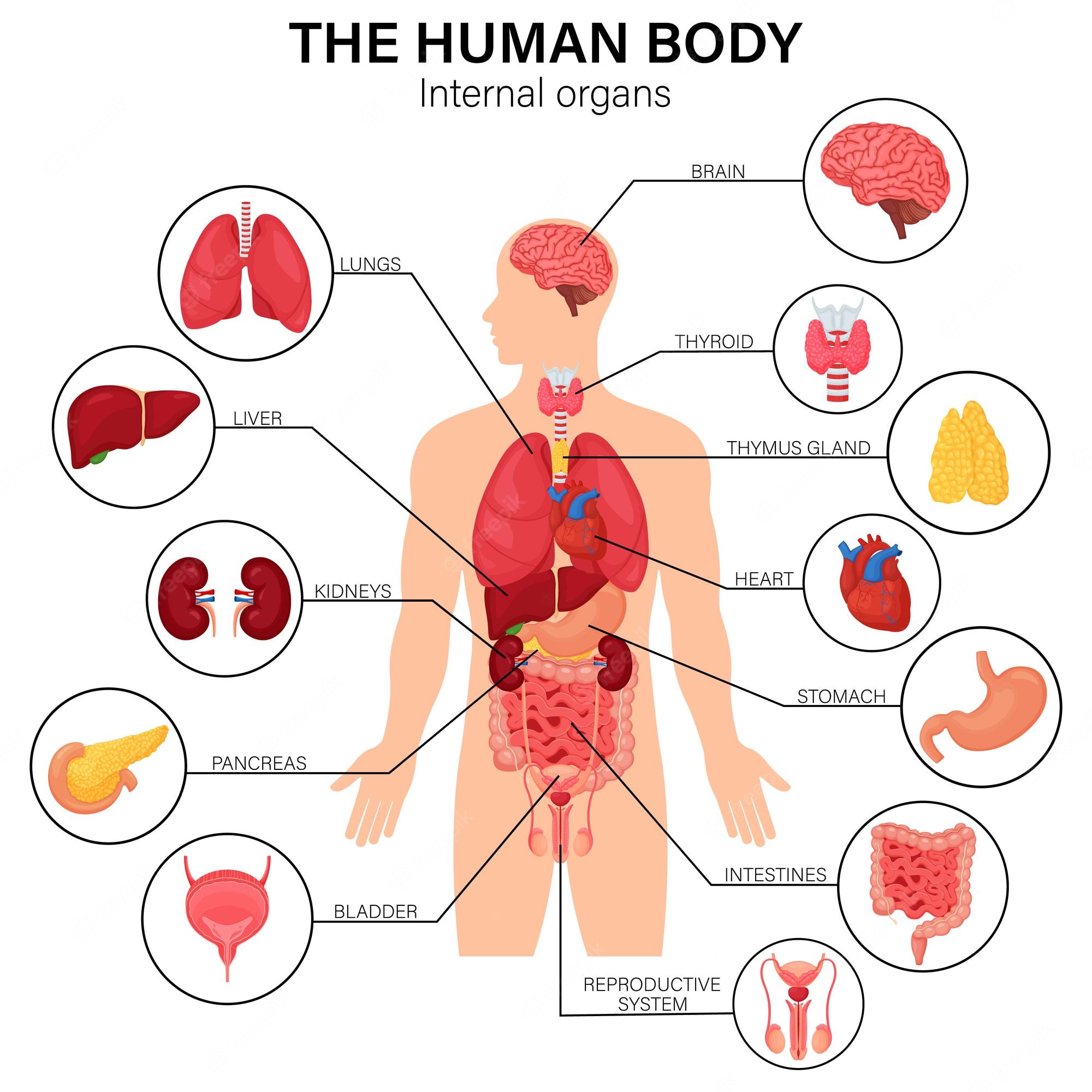 Internal Body Organs 99 plays Quizizz