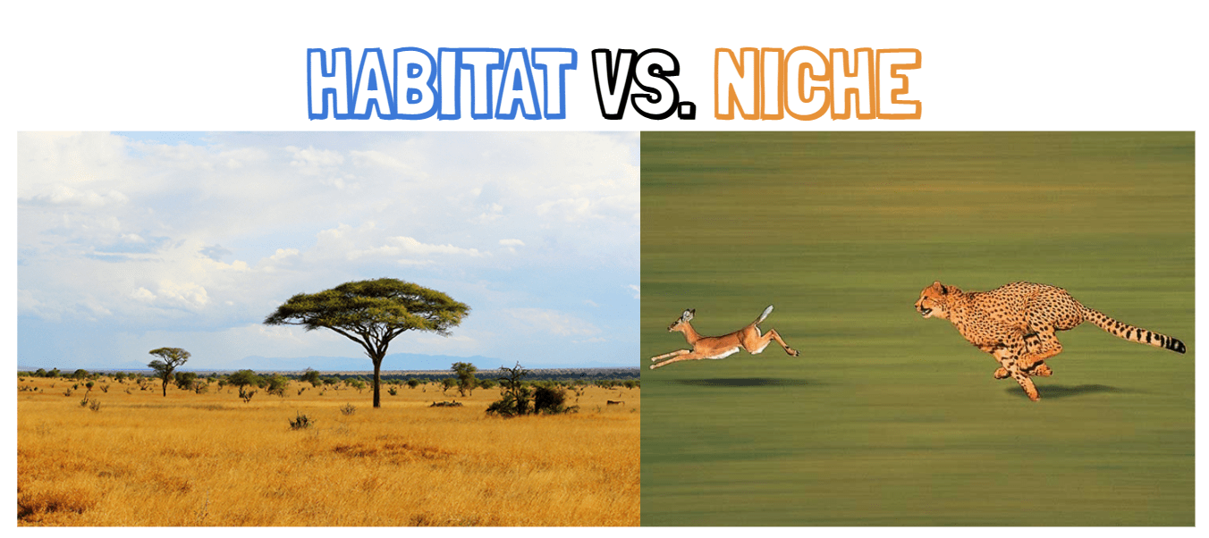Habitat vs. Niche Ecology Quizizz