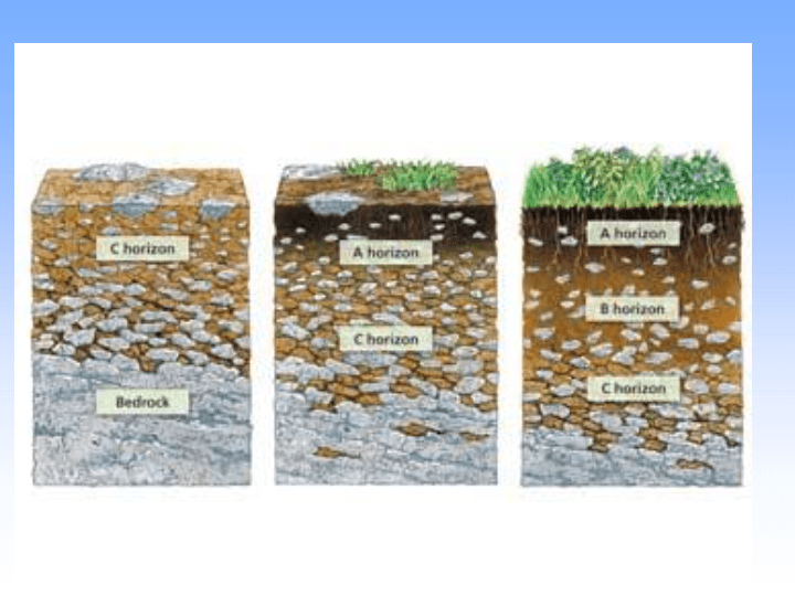 Soil Formation and Structure Science Quizizz