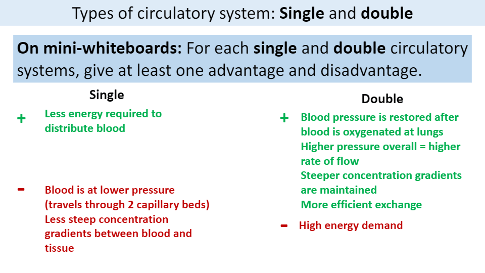 Advantages of double circulatory system